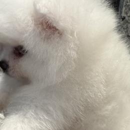 Pomeranians from D’ Pomlovers