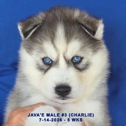JAVA'S MALE 3 - Gray and white male Siberian Husky puppy in Manilla, Iowa from Bruck's Siberian Huskies