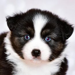 Miniature Australian Shepherds and Toy Australian Shepherds from Ripple Creek
