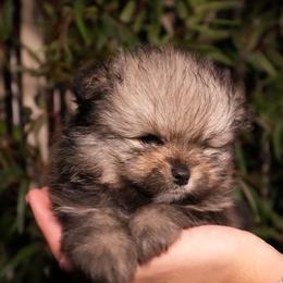 Blue 2 - Wolf sable male Pomeranian puppy in Burbank, California from Haus of Pomeranians
