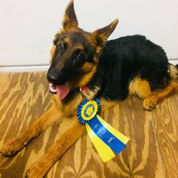 German Shepherd Puppies from Finca Vom Chaveco