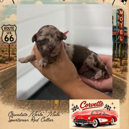 Corvette - Merle male Goldendoodle puppy in Garland, Texas from Twilight Doodles
