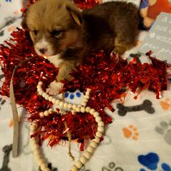 Gray - White and red male Pembroke Welsh Corgi puppy in Aleppo, Pennsylvania from Donna's Corgis