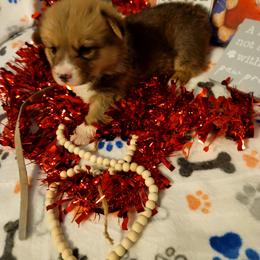 Gray - White and red male Pembroke Welsh Corgi puppy in Aleppo, Pennsylvania from Donna's Corgis