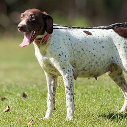 Sassy - German Shorthaired Pointer