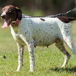 Sassy - German Shorthaired Pointer