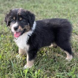 Girl 6: Blossom - Black tri-color female Australian Shepherd puppy in Volant, Pennsylvania from Addie's Aussies