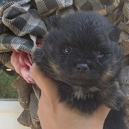 Princess Charlotte - Black and tan female Pomeranian puppy in Smithville, Texas from Lafary Poms