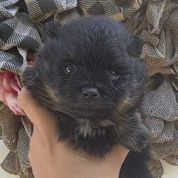 Princess Charlotte - Black and tan female Pomeranian puppy in Smithville, Texas from Lafary Poms