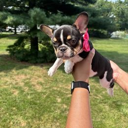 French Bulldog Puppies from Luvia Anderson