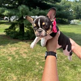 French Bulldog Puppies from Luvia Anderson