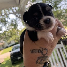 Chihuahua Puppies from Guardian’s of the Chihuahuas