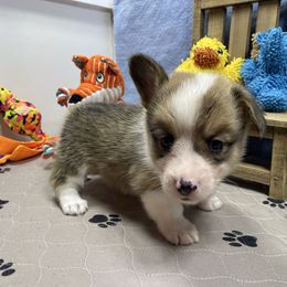 George - Sable male Pembroke Welsh Corgi puppy in Apison, Tennessee from Ashmore Corgis