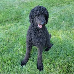 Ozzy - Poodle