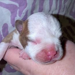 Light Red Baby Girl 2 - Red female Boston Terrier puppy in Kingsport, Tennessee from Sleepwalker Bostons
