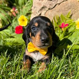 Louise - Black and tan female Dachshund puppy in Michigan from Hidden Haven Dachshunds