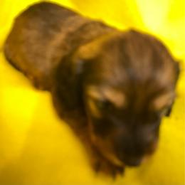 FiFi AKC full rights - Piebald female Dachshund puppy in Elizabethtown, Kentucky from Teeny Tiny Puppy Tails