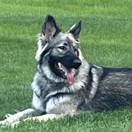 Shiloh Shepherds from JD’s Shiloh’s