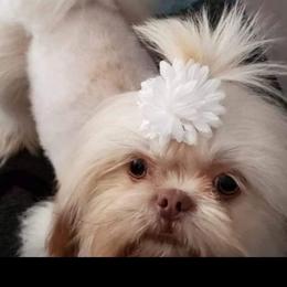 Koi koi - Shih Tzu