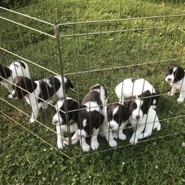 English Springer Spaniel Puppies from Bean Sidhe Springers