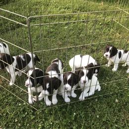 English Springer Spaniel Puppies from Bean Sidhe Springers