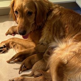 Cricket - Golden Retriever
