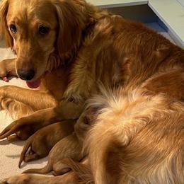 Cricket - Golden Retriever