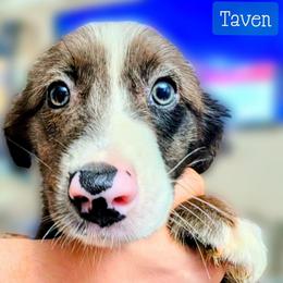 Taven - Blue merle male Miniature Australian Shepherd puppy in Punta Gorda, Florida from Christie's Creekside Aussies