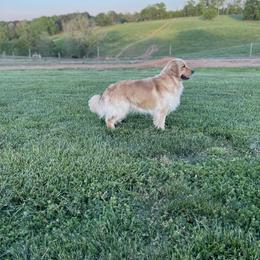 Hank - Golden Retriever
