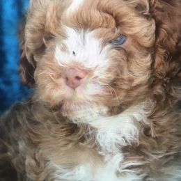 Aussiedoodles, Cockapoos, and Goldendoodles from West Coast Doodles
