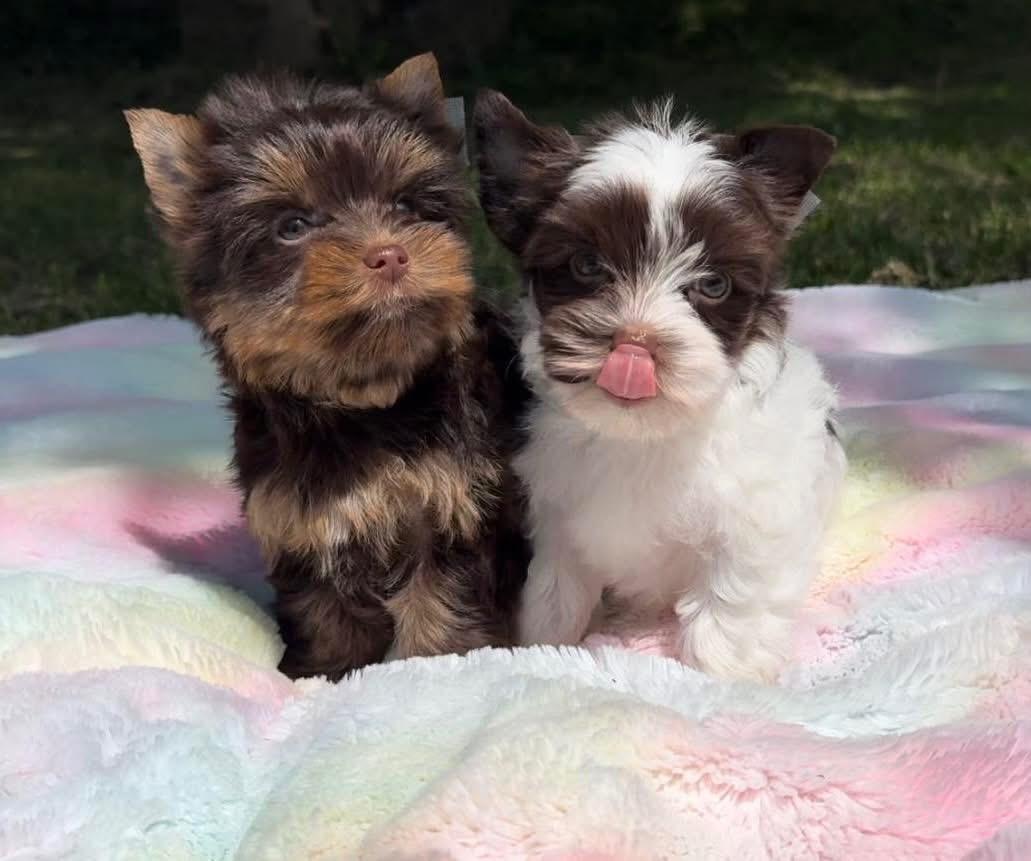 Chocolate Diamonds in the RUFF in West Virginia | Yorkshire Terrier ...