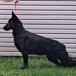Rose - German Shepherd