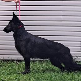 Rose - German Shepherd