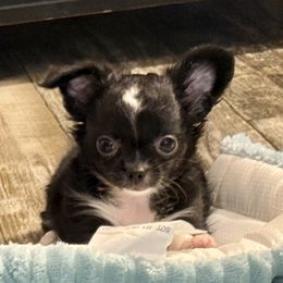 Girl 1 - Black and white female Chihuahua puppy in Summerfield, Florida from Uey’s Chihuahuas