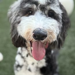 Clarabelle - Bernedoodle