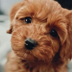 Roux - Double Doodle