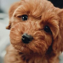 Roux - Double Doodle