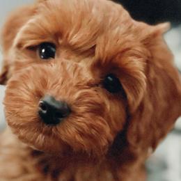 Roux - Double Doodle