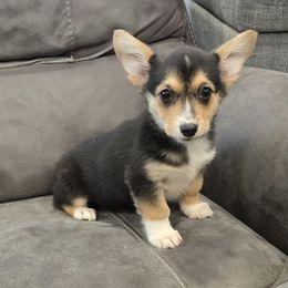 Smalls - Black and tan female Pembroke Welsh Corgi puppy in Anita, Iowa from Winterton Farm & Homestead