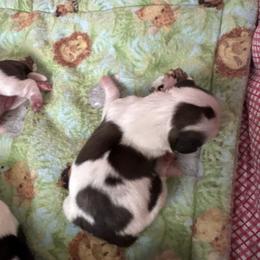 Boy1 Honey - Gold and white male Shih Tzu puppy in Madras, Oregon from Maridee’s ShihTzu
