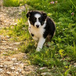 Agatha - Black tri female Miniature Australian Shepherd puppy in Macomb, Missouri from Faunus Farms and Aussies