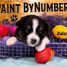 Jules - Black tri-color female Australian Shepherd puppy in Magee, Mississippi from Paint ByNumbers Ranch