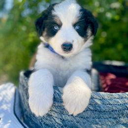 Miniature Australian Shepherd Puppies from DLT MiniAussie