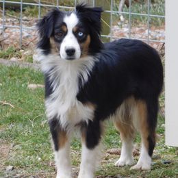 Midnight - Miniature American Shepherd