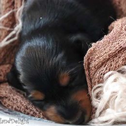 Boy 1 - Black and tan Dachshund puppy in Cleveland, Alabama from Doxieland Delight