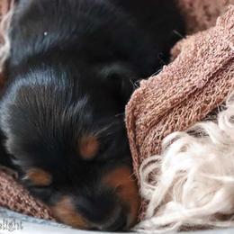 Boy 1 - Black and tan Dachshund puppy in Cleveland, Alabama from Doxieland Delight