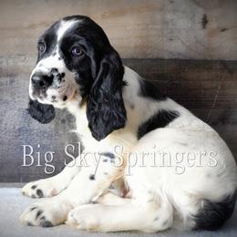 Boy 1 - Black and white male English Springer Spaniel puppy in Great Falls, Montana from Big Sky Springers