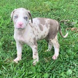 Black collar female - Blue merle female Catahoula Leopard Dog puppy in Gadsden, Alabama from Rich Cat’s