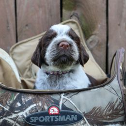 English Springer Spaniel Puppies from White Pine Springer Spaniels