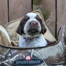 English Springer Spaniel Puppies from White Pine Springer Spaniels